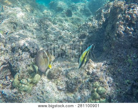 A Moorish Idol And Other Reef Fish Swim At Hanauma Bay, Hawaii
