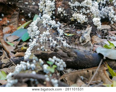 Cluster Of Fairy Inkcap Fungi Growing On A Dead Tree On The Floor Of A Rainforest