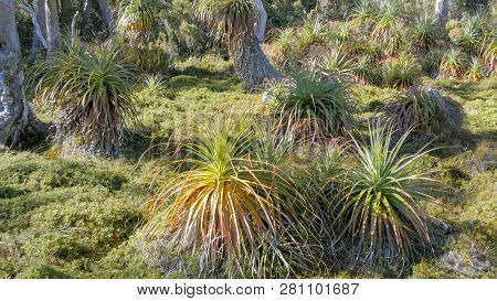 A Close Up View Of A Grove Of  Young Pandani Plants On The Overland Track In The Cradle Mountain Nat