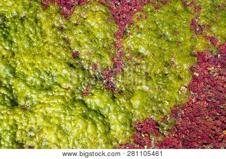colorful red azolla floating of the river at winter at Wujie , Nantou, Taiwan