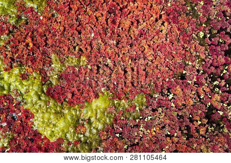 colorful red azolla floating of the river at winter at Wujie , Nantou, Taiwan