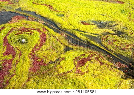 colorful red azolla floating of the river at winter at Wujie , Nantou, Taiwan