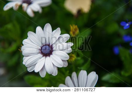 White chrysanthemums flower closeup on green background