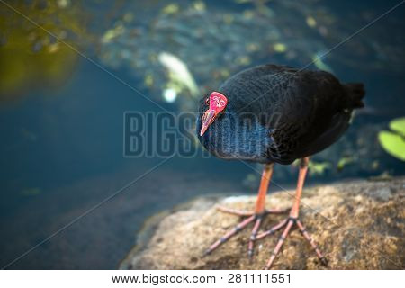 Purple Swamphen 