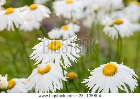 Daisy Bloom After Raining. Romantic Wild Field Of Daisies With Selective Focus. Leucanthemum Vulgare