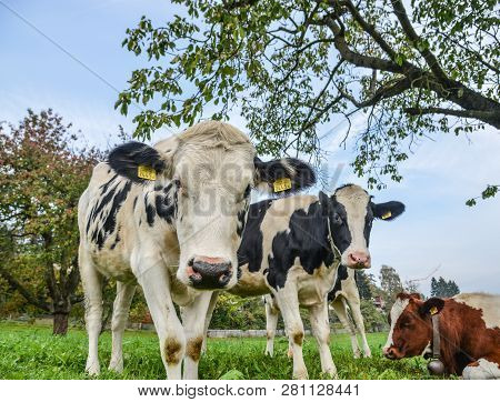 Cows On The Grass Hill In Switzerland