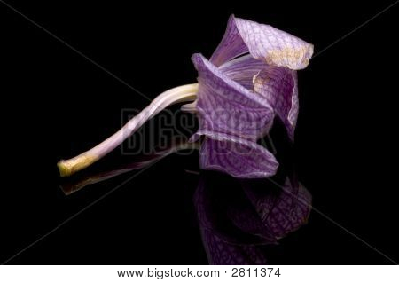 กล้วยไม้ลดลง