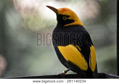 The Regent Bowerbird Is Resting On A Feeding Tray