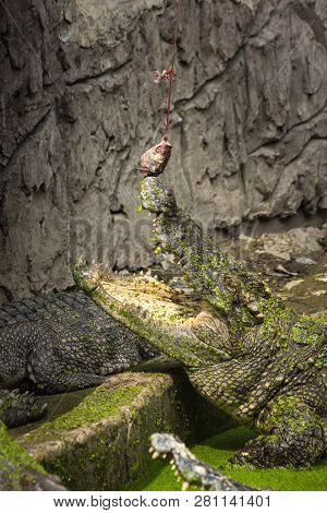 Crocodile Feeding, Crocodile Eating A Fish
Group Of Crocodiles Is Eating Fresh Chicken At Samutpraka