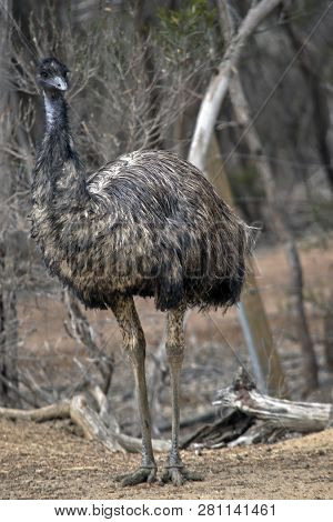 The Austalian Emu Is Standing In The Bush In Australia