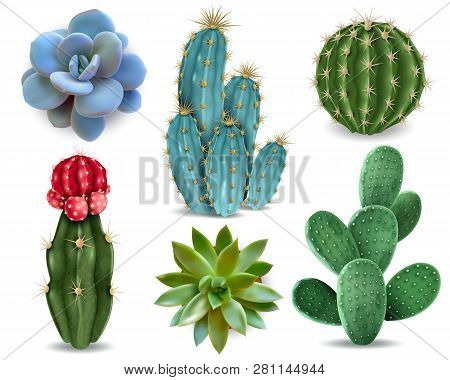 Popular Indoor Plants Elements And Succulents Rosettes Varieties Including Pin Cushion Cactus Realis