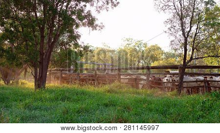 Cattle Penned In Yards In Late Afternoon Light Ready For Droving In The Morning