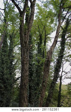 Dense Forest Next To The Pozar Thermal Baths Aridaia Greece