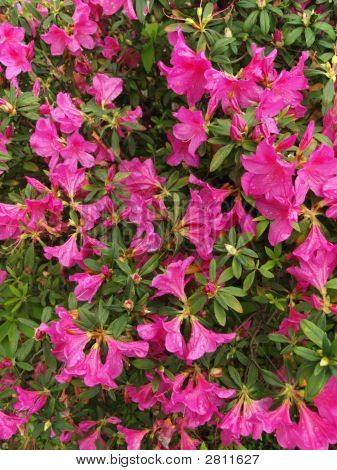 Pinkster Flower, Pink Azalea