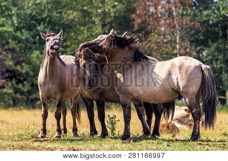 Tarpans Horses (equus Ferus Ferus). Endangered Wild Horses In The Meadow