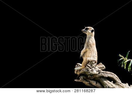 The Meerkat Sits On A Tree Branch With A Funny Expression. Funny Meerkat Close-up Isolated On A Blac
