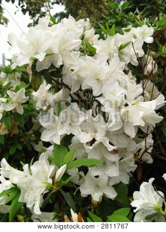 White Azalea Flowers