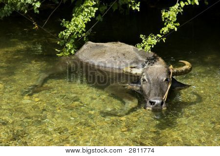 Carabao