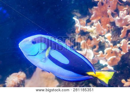 Blue Tang Surgeon Fish - Paracanthurus Hepatus. Wonderful And Beautiful Underwater World With Corals
