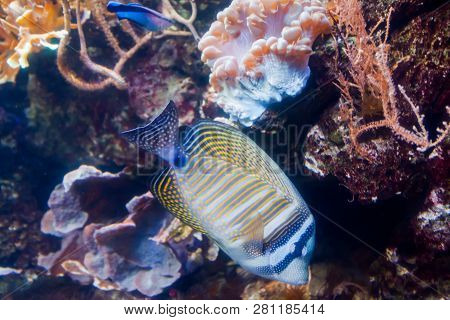 Regal Angelfish - Pygopllites Diacanthus. Wonderful And Beautiful Underwater World With Corals And T