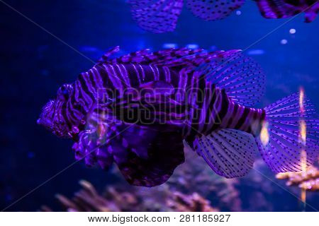 Lionfish - Pteroisvolitans. Wonderful And Beautiful Underwater World With Corals And Tropical Fish.
