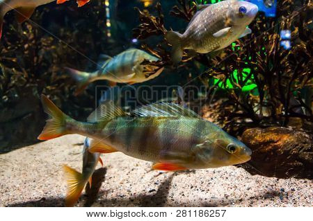 Fish European Perch - Perca Fluviatilis, In Aquarium.