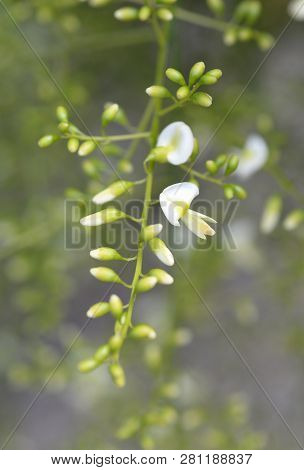 Weeping Japanese Pagoda Tree - Latin Name - Sophora Japonica Pendula