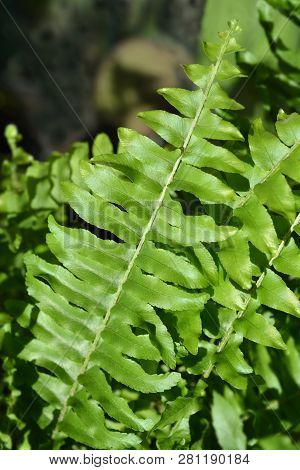 Sword Fern Green Lady - Latin Name - Nephrolepis Exaltata Green Lady