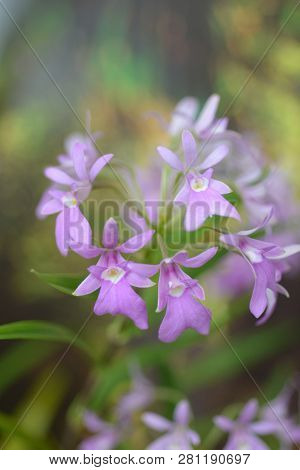 The Spur-like Gland Epidendrum - Latin Name - Epidendrum Centropetalum