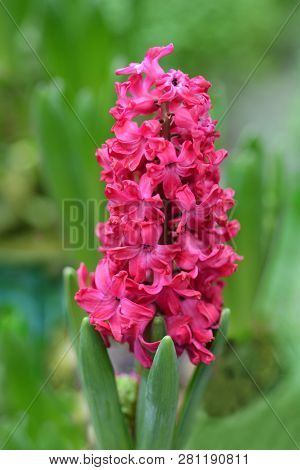 Hyacinth Jan Bos - Latin Name - Hyacinthus Orientalis Jan Bos
