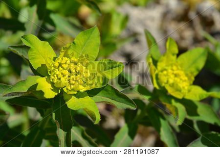 Cushion Spurge Yellow Flowers - Latin Name - Euphorbia Epithymoides (euphorbia Polychroma)