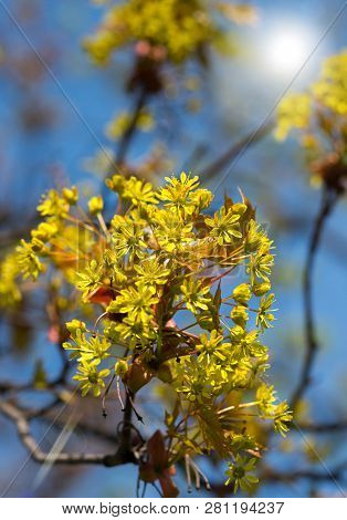Flowering Of Yellow. Spring Pore. Blossoming Of Trees