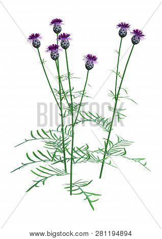 3D Rendering Centaurea Jacea Flowers On White