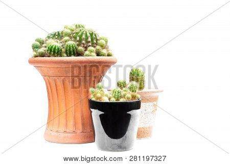 Group Of Cactus Plant In Pots Isolated In White Background.