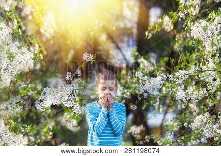 Boy Sneezes In The Park Against The Background Of A Flowering Tree Because He Is Allergic . Allergy