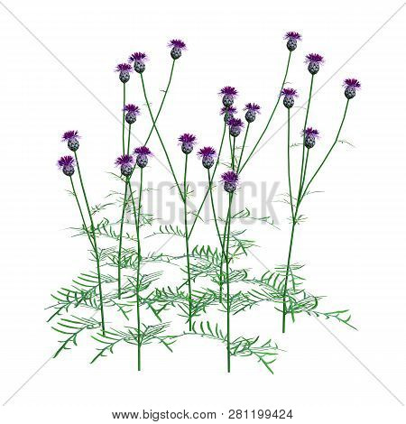 3D Rendering Centaurea Jacea Flowers On White