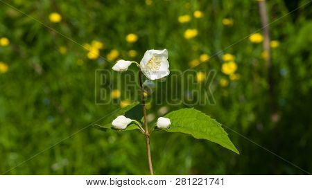 White Flowers On Mock-orange Shrub With Bokeh Background, Macro, Selective Focus, Shallow Dof
