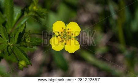 Tormentil Or Septfoil Potentilla Erecta Flower Macro, Selective Focus, Shallow Dof