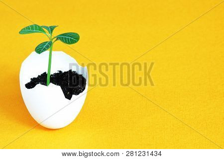 Green Fragile Tender Sprout In Eggshell As Symbol Of Nascent Life On Bright Yellow Sunny Background.