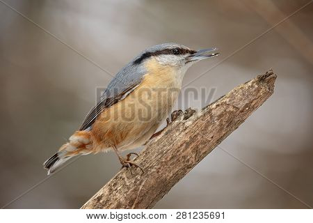 Nuthatche (sitta Europaea) Small Passerine Birds Belonging To The Family Sittidae