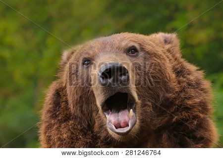 Animal From Class Ursine. Big Brown Bear In Forest. Beast Of Prey In Nature. Photo From Animal