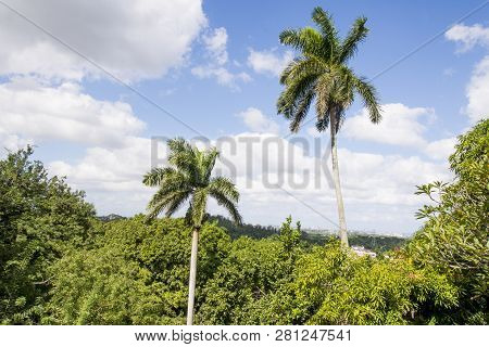 Royal Palm (roystonea Regia) Tree Is The National Cuban Tree A Symbol Of The Country.