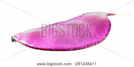 Purple Fruit Of Lablab Purpureus Or Hyacinth Bean Isolated On White Background