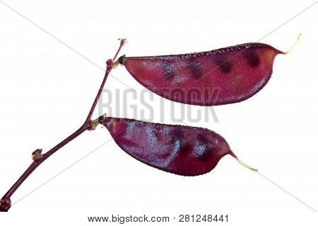 Purple Fruits Of Lablab Purpureus Or Hyacinth Bean Isolated On White Background