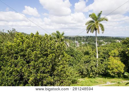 Royal Palm (roystonea Regia) Tree Is The National Cuban Tree A Symbol Of The Country.