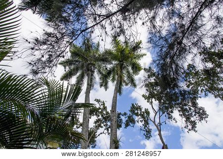 Royal Palm (roystonea Regia) Tree Is The National Cuban Tree A Symbol Of The Country.