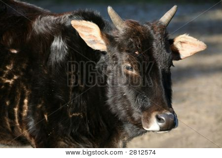 Zebu