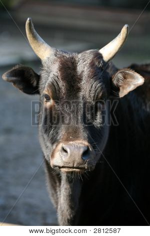 Zebu