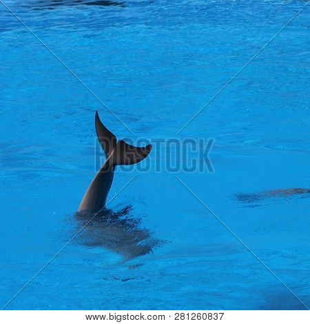 Dolphin In The Water On The Performance