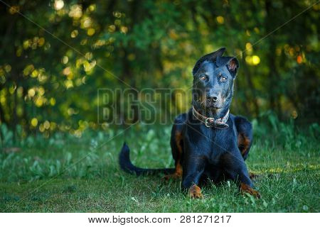 Picture Of A Laying Black And Tan Dobermann Outdoors